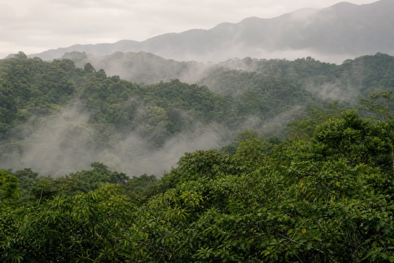 The Mata Atlântica canopy