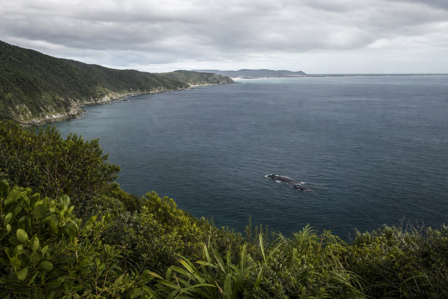 Southern right whales, June to November